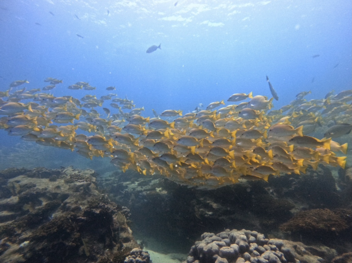 Large school of yellow fish moving above a coral reef in Cabo Pulmo