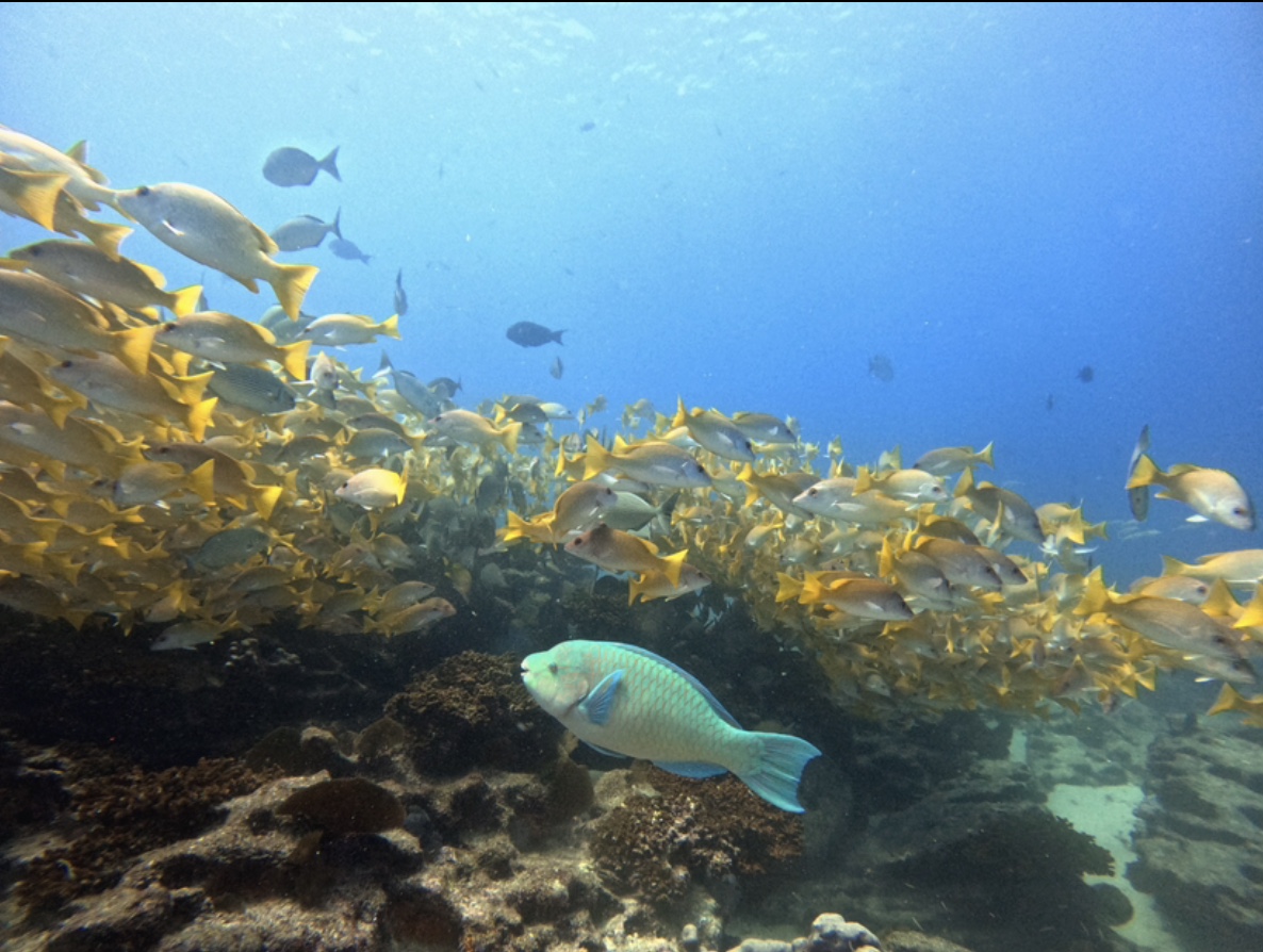 Parrotfish and a school of yellow reef fish in Cabo Pulmo