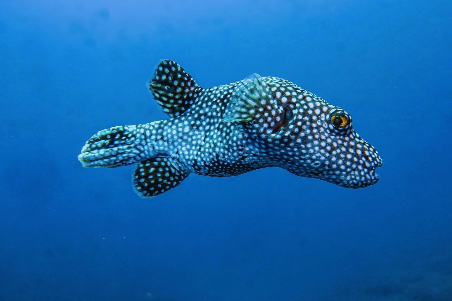 Pufferfish photographed underwater after balancing the camera rig with floats