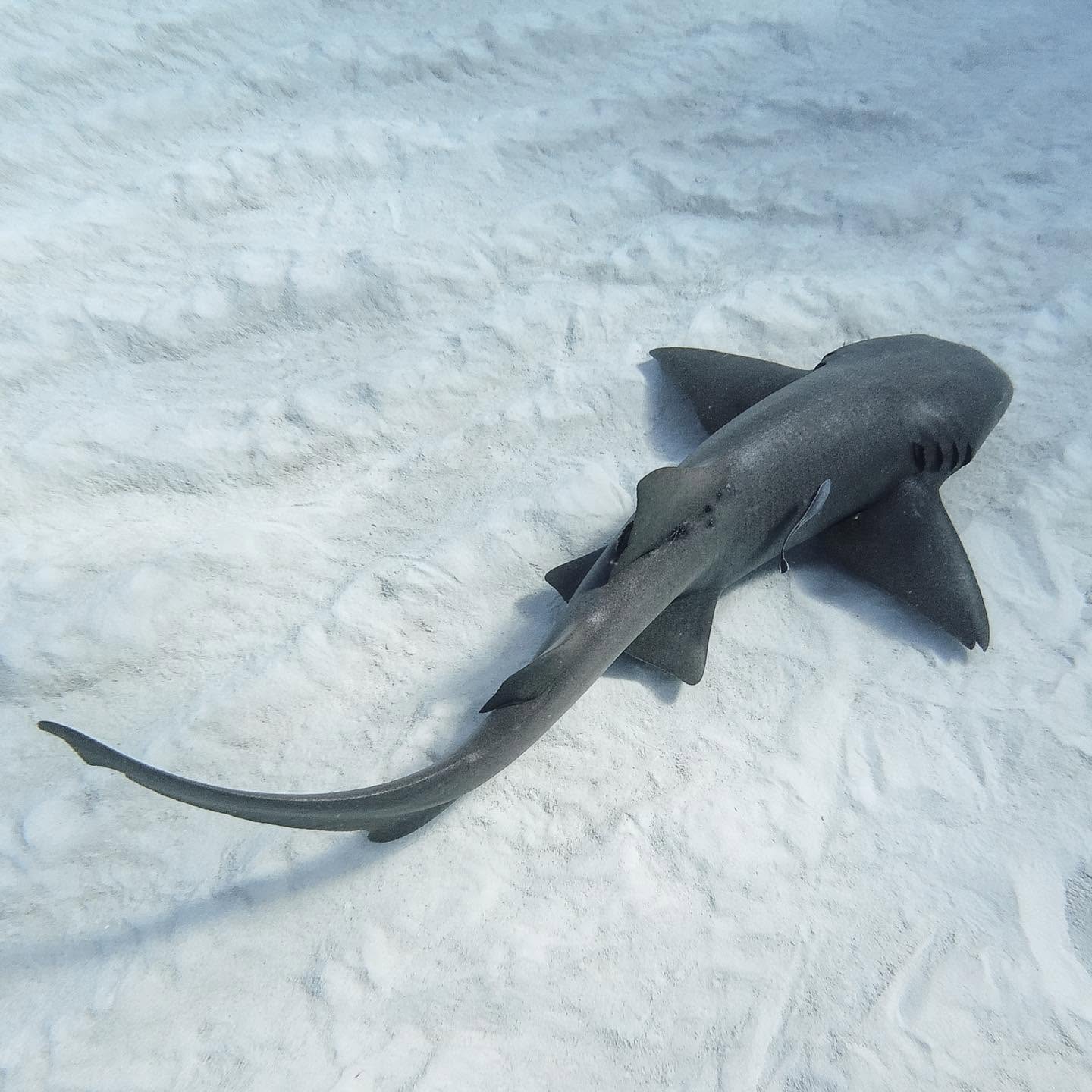 Nurse shark seen from above in shallow sunlit water