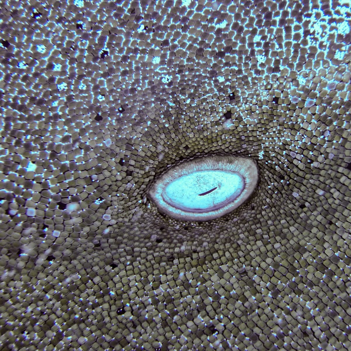 Close-up of a nurse shark eye showing texture in natural underwater light